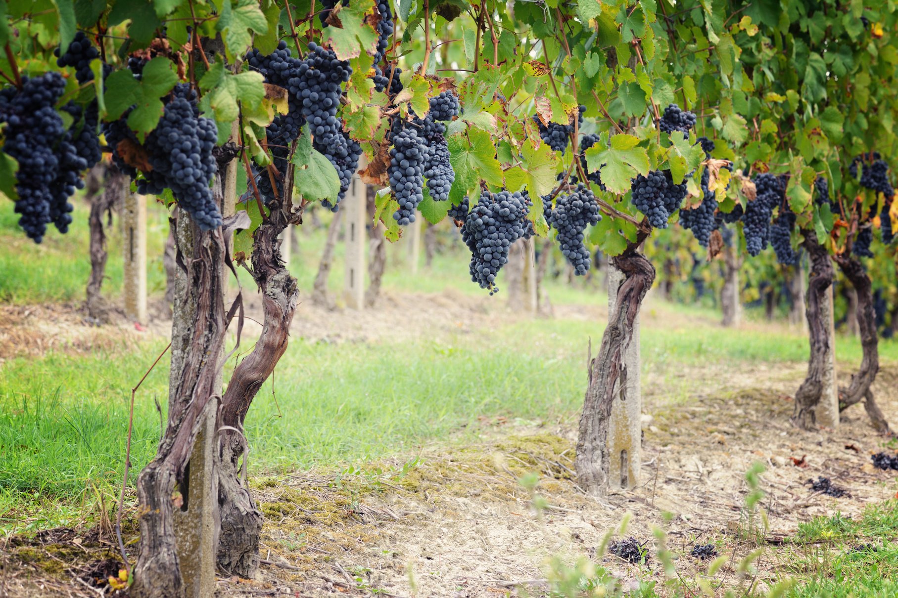 Grape Trees and Bunch of Grapes on a Vine