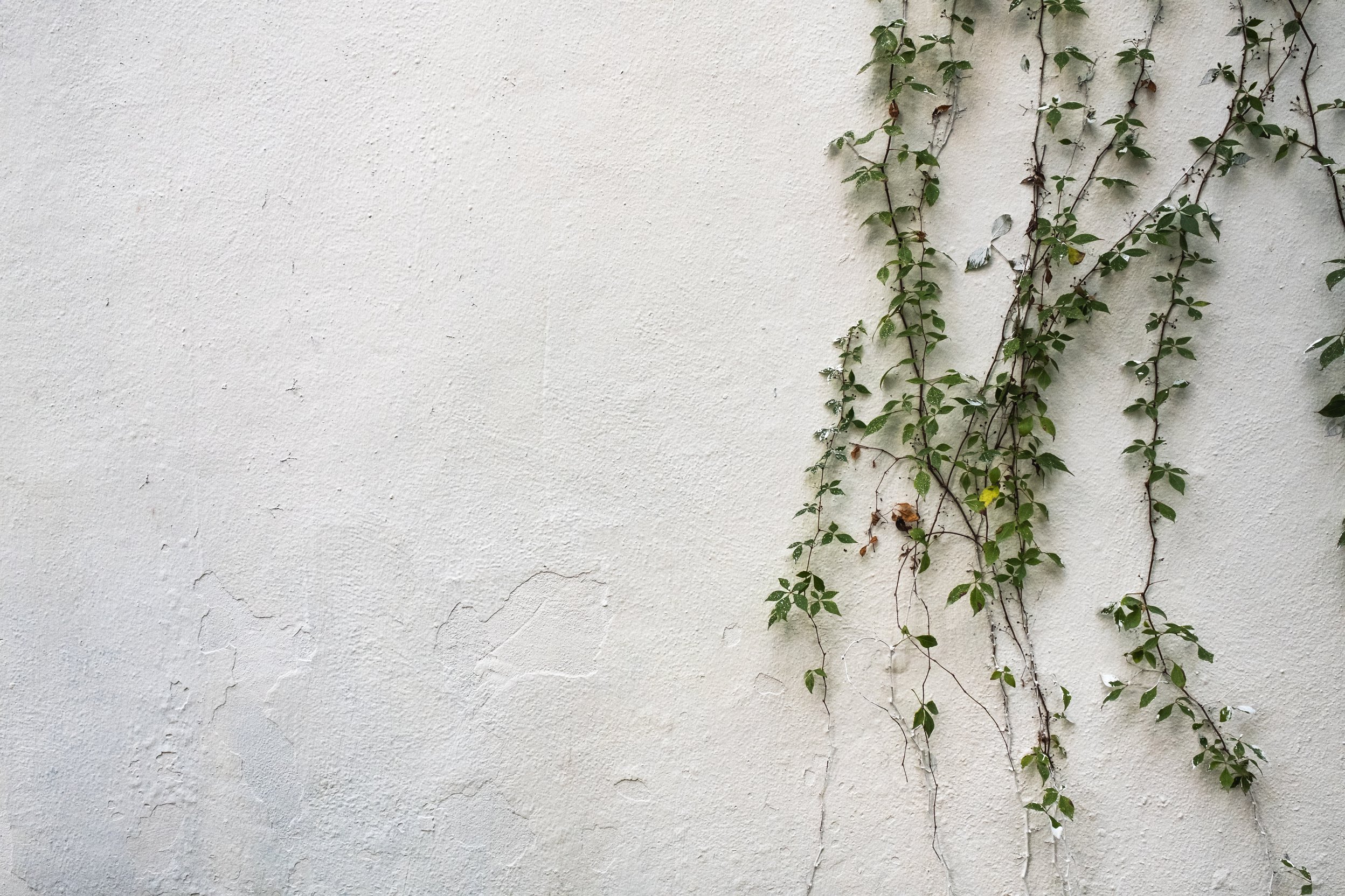 Off-white textured wall with green vines growing from the ri